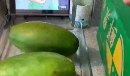 猪猪娱乐吃瓜,揭秘娱乐圈那些吃瓜背后的故事